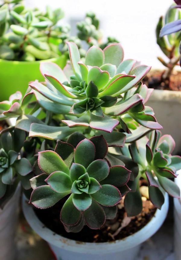 美麗不俗的蓮花掌適於家居安放，巧妙掌握它的四季栽培方法