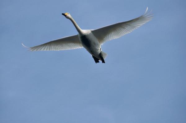 古代君王動不動拎起來把人烹了,烹完之後吃了還是扔了? 古代君王動不動拎起來把人烹了,烹完之後吃了還是扔了?