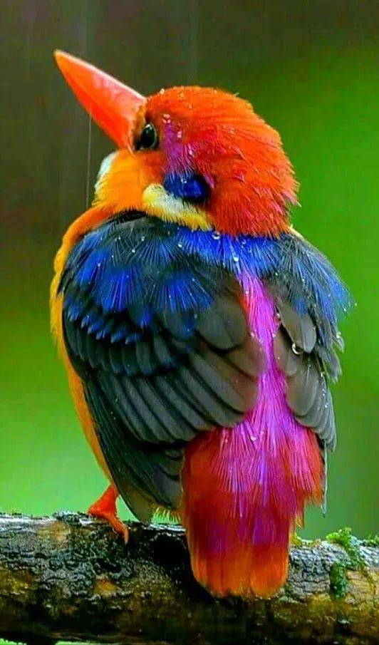 33種美麗的鳥欣賞 33種美麗的鳥欣賞