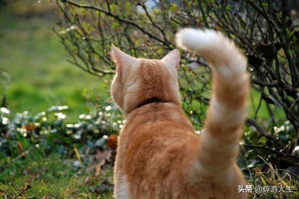 正在努力瞭解您的貓的行為嗎？這是你需要知道的