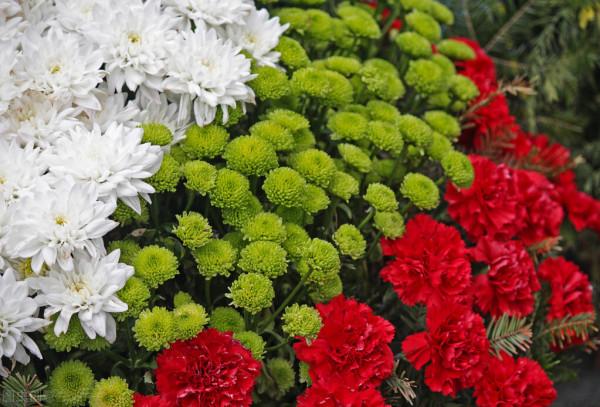 分享五彩石竹花 分享五彩石竹花