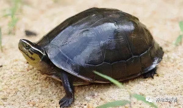 這些龜到底能不能冬眠,真的好糾結啊 這些龜到底能不能冬眠,真的好糾結啊