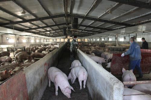 冬季養豬，豬場要備“4種藥”，要防“3種病”，缺了將影響收益