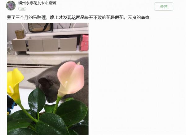 臘月買花，8種花白送都別要，養不活，還惹一肚子氣