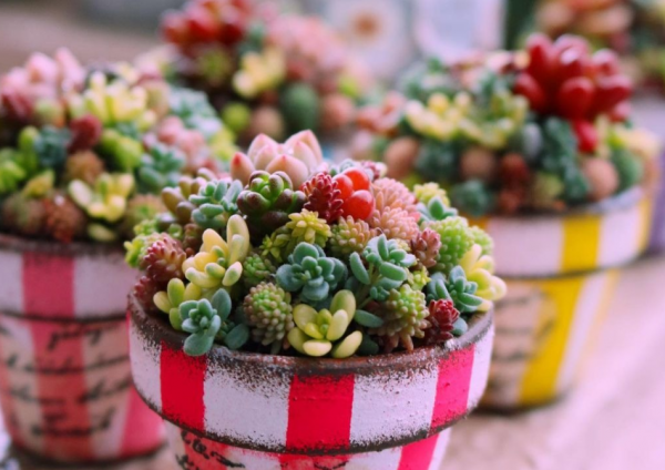 12月養多肉“拼盤”，套個“小罩子”，葉片照舊肥美多彩，惹人愛