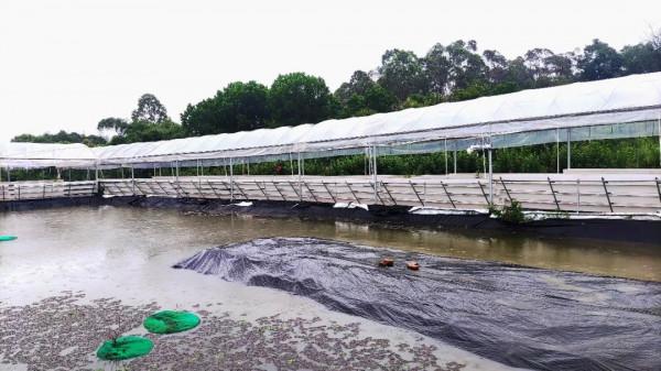 投入2000萬苦研“魚菜共生”,只為讓更多人平價吃到頂級食材 投入2000萬苦研“魚菜共生”,只為讓更多人平價吃到頂級食材