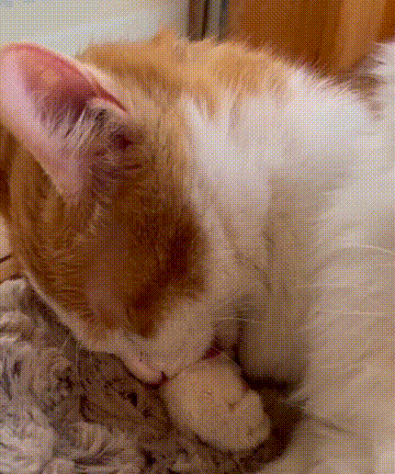 “GFgirls”三小隻 · 申請出道