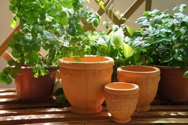 淘米水、黃豆水養花，都不如這“2種料”，入冬不黃葉，越長越旺