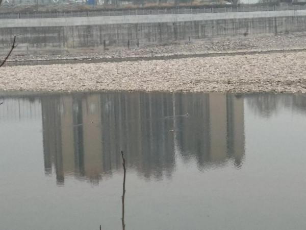 生態環境變好了，野生動物都多了