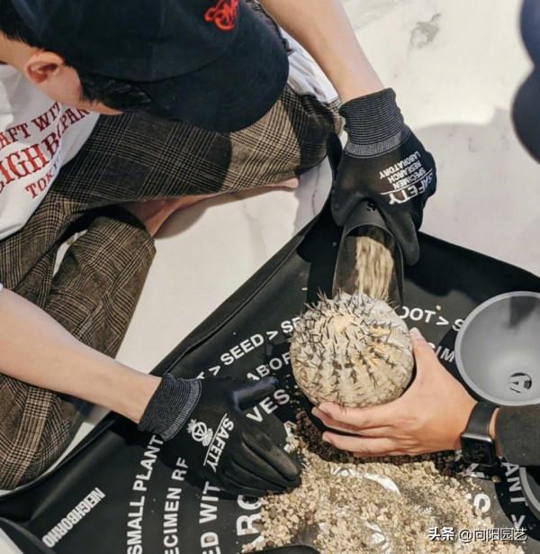 林俊杰也養多肉,限量版花盆5萬,仙人球3萬起,生活要充滿儀式感 林俊杰也養多肉,限量版花盆5萬,仙人球3萬起,生活要充滿儀式感