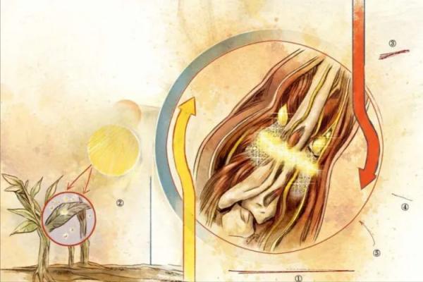 蝙蝠俠的絕密筆記：對超人類的身體研究，與潛在威脅的反制計劃