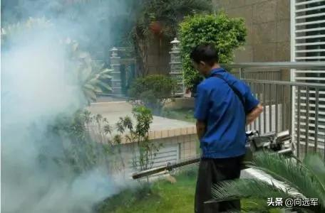 廣東臭蟲,讓人膽戰心驚 廣東臭蟲,讓人膽戰心驚