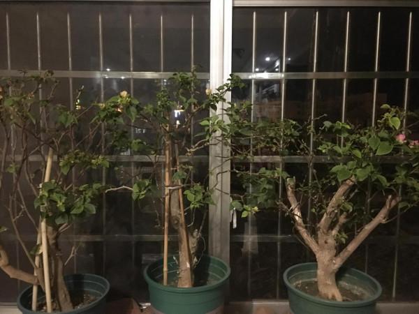 下雪了，保衛三角梅