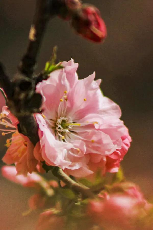 繼續科普：梅花之榆葉梅