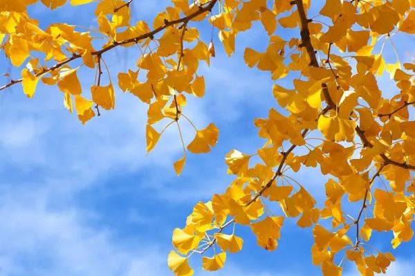 【聲動】用長三角四地方言讀《秋詞》，一起期待今年的秋之聲→