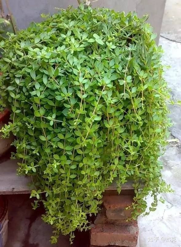 普通而又意義非凡的植物-垂盆草 普通而又意義非凡的植物-垂盆草