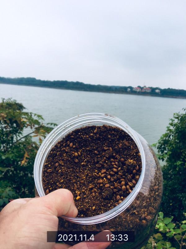 三戰團頭湖，周老漢已破解初冬鯉鯽之自然密碼