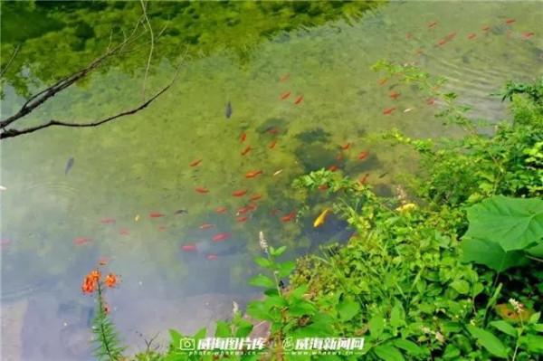 秋影昆嵛，醉美不過山和水