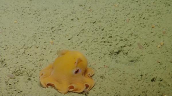 還未爬到食物鏈頂端，但章魚的智力已高到“令人無法理解的地步”