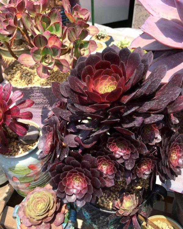 出門旅遊一趟，陽臺法師&OpenCurlyDoubleQuote;死一窩&rdquo;，網友：三伏天養多肉，很正常