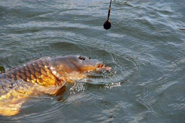 觀察水色，判斷魚情，就是從這句口訣學會的