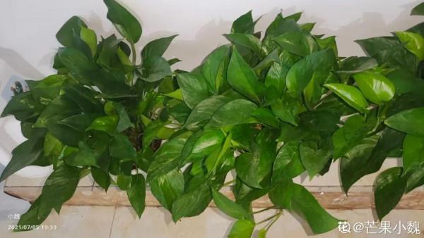 6種花超好養，新人都能學會的養護技巧，看這篇就夠了