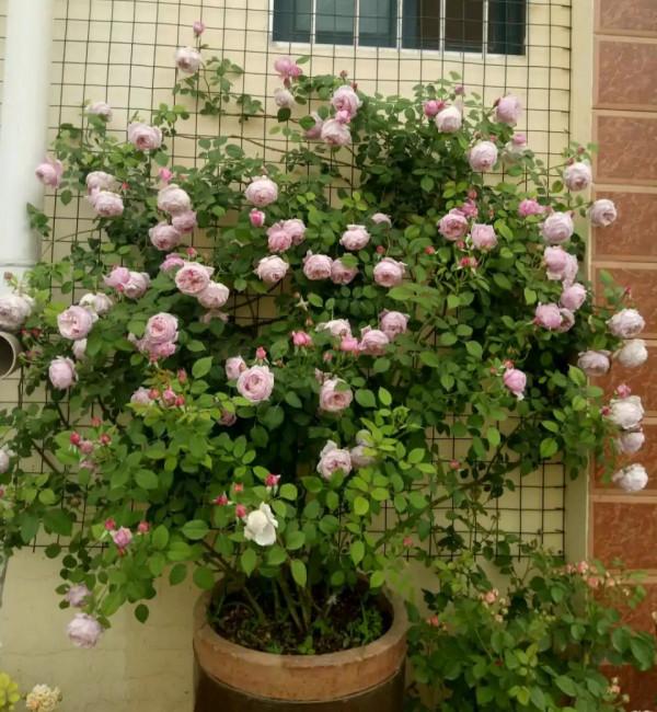 “富養”4種花，用大盆長得旺，壽命還很長，養成老樁更值錢