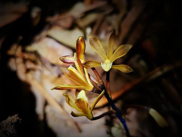 深谷幽蘭之 杉野氏皿柱蘭