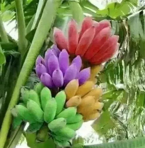 分享圖片&mdash;&mdash;罕見彩色香蕉