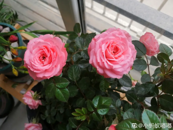 花開完之後別急著扔，趕緊剪一遍，還能繼續開花