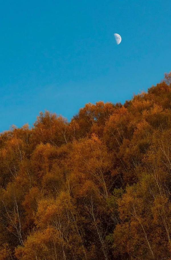 層林盡染的黃崗梁,許你一個秋天的童話 層林盡染的黃崗梁,許你一個秋天的童話