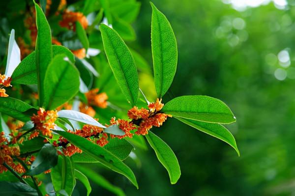 適合庭院種植的桂花，品種怎麼選？