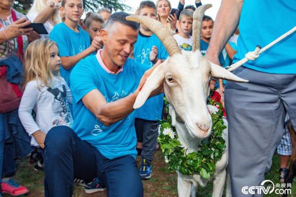 克羅埃西亞舉行山羊選美大賽