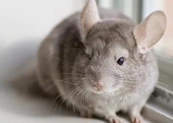 常見寵物鼠的種類有哪些? 常見寵物鼠的種類有哪些?