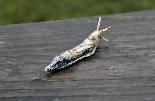 了不起的吹玻璃藝術，活靈活現的昆蟲吹出來，網友：太會吹了