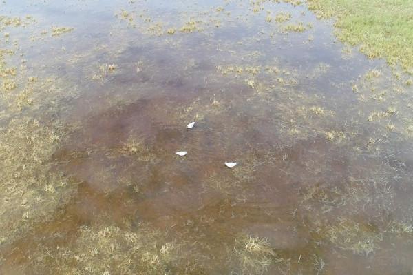 標緻4008環青海長測Day9：鳥島叫“蚊子島”，沿青海沿線達剛察！