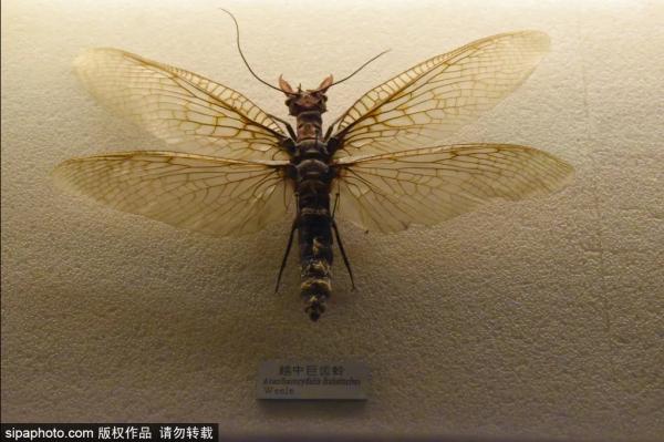 北京三家關於動物的博物館,帶你發現動物從古至今的那些秘密 北京三家關於動物的博物館,帶你發現動物從古至今的那些秘密