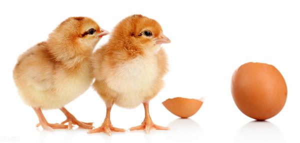 先有雞還是先有蛋?這個爭論不休的問題,科學家終於找到答案了 先有雞還是先有蛋?這個爭論不休的問題,科學家終於找到答案了