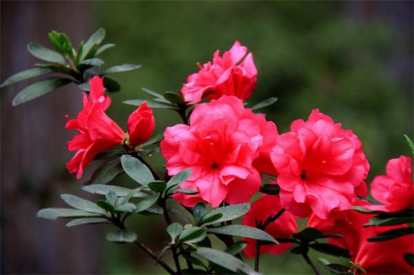 冬季開花的花卉植物有哪些？生活中常見的，隨便一說就有13種