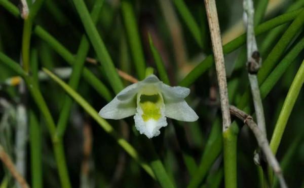 它那一片片橢圓形葉子一朵朵美麗的花兒都在金色的陽光中點頭含笑
