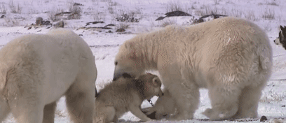 這隻貓天天和貓頭鷹幹架,卻打出了一段黑白配神仙友情 這隻貓天天和貓頭鷹幹架,卻打出了一段黑白配神仙友情