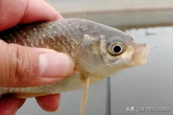 有魚沒口，如何提高中魚率？冬釣鯽魚核心技巧，全在一個“動”字