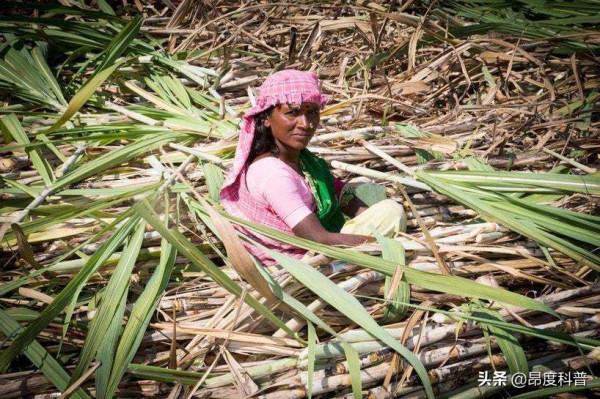 印度“無子宮村”:上百萬蔗農女工為保工作,切除子宮和卵巢 印度“無子宮村”:上百萬蔗農女工為保工作,切除子宮和卵巢