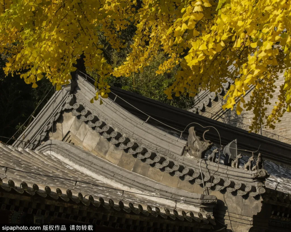靜享安寧!北京這些寺廟裡,藏著最最最詩意的秋天 靜享安寧!北京這些寺廟裡,藏著最最最詩意的秋天