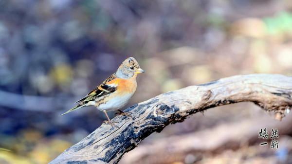 燕雀安知鴻鵠之志？此燕雀非彼燕雀