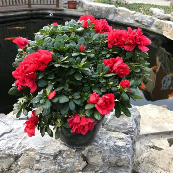 過年買花“避坑”指南，這6種花，再漂亮也別買，買回家浪費錢