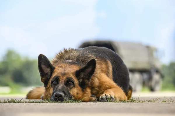 俄羅斯也有“人狗奇緣” 俄羅斯也有“人狗奇緣”