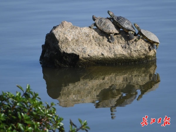 溼地公園響起動物奏鳴曲