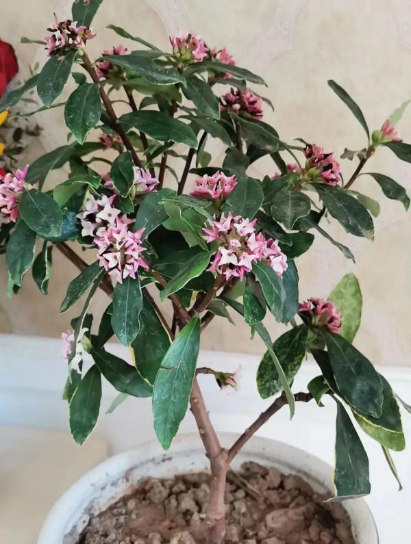 10種旺運花，一個月內要漲價，現在趕緊買