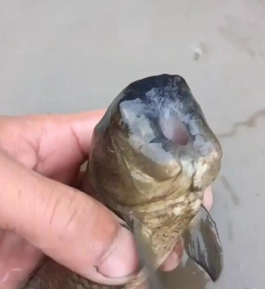 人無頭不走,鳥無頭不飛,魚無頭……呃,還能活,釣友偶遇無頭魚 人無頭不走,鳥無頭不飛,魚無頭……呃,還能活,釣友偶遇無頭魚